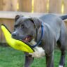 pit bulls ultra-durable toys for tough dogs 2