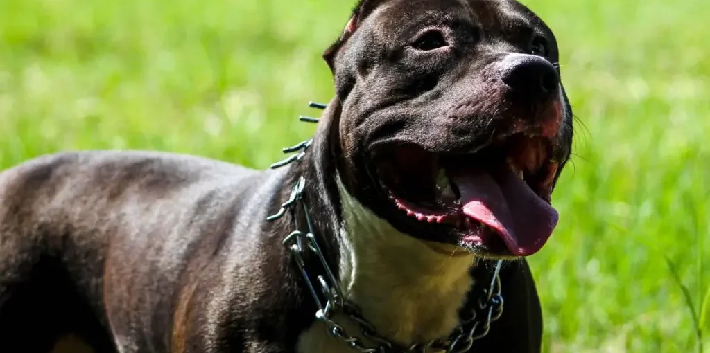 Pit Bull's Hair Seem To Stand Up