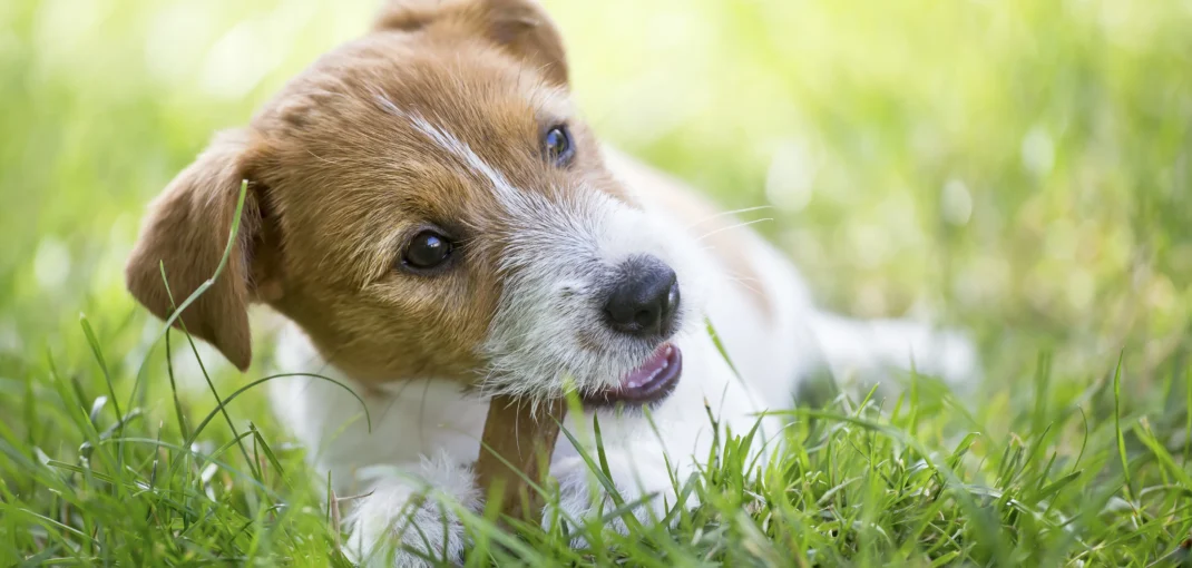 the Right Bully Stick for Your Dog