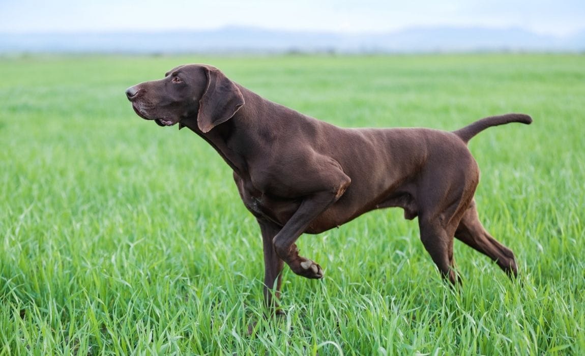 shorthaired pointer mixes