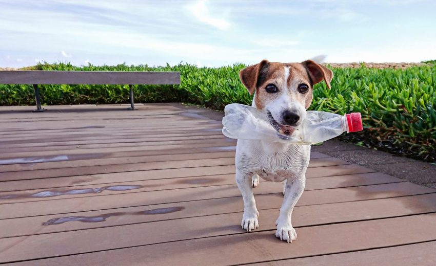 5 of the best water bottle toys for dogs