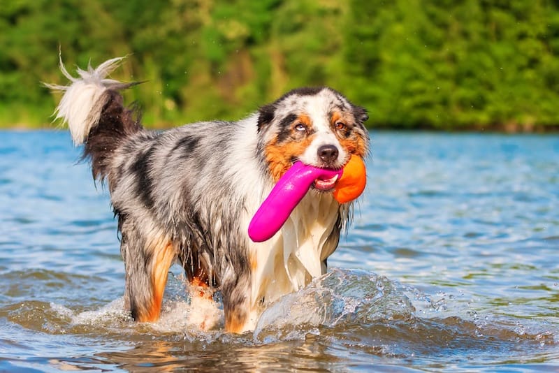 The 4 best dog water toys for fun at the pool or beach