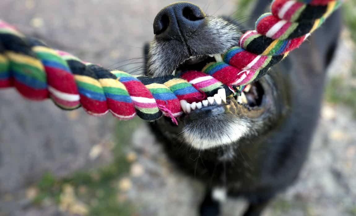 Why do dogs like tug of war so much