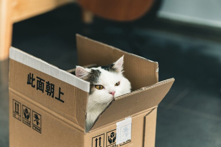 Best Cat Subscription Boxes for 2022