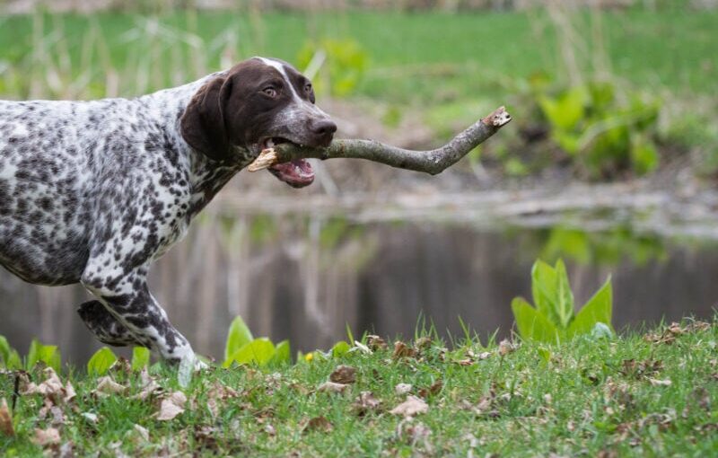 shorthaired pointer mixes