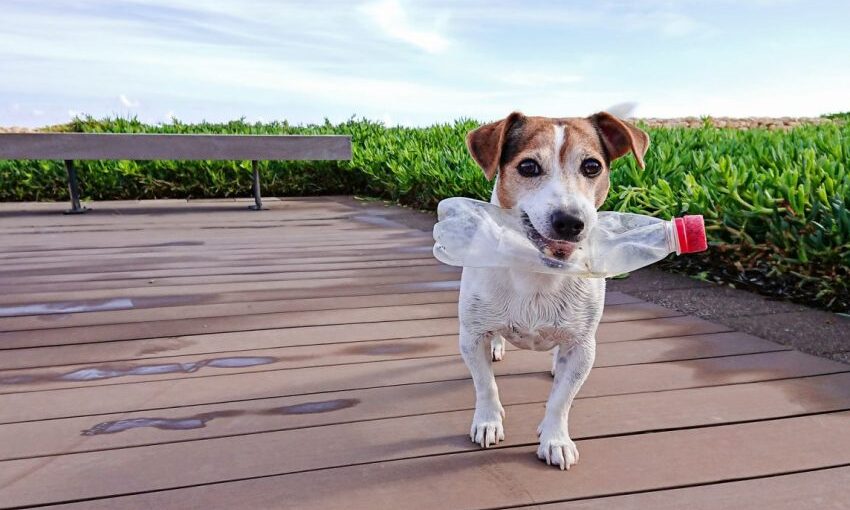 bottle toys for dogs