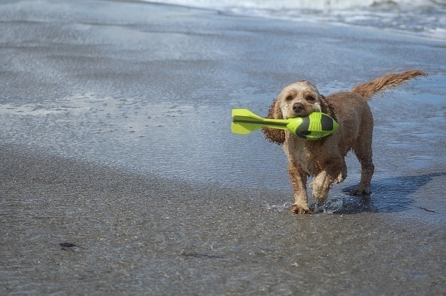 toys for fun at the pool or beach