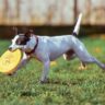 soft frisbees for your pitbull