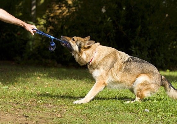 tug of war so much