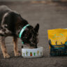 Choosing the Best Dog Food for Sensitive Stomachs