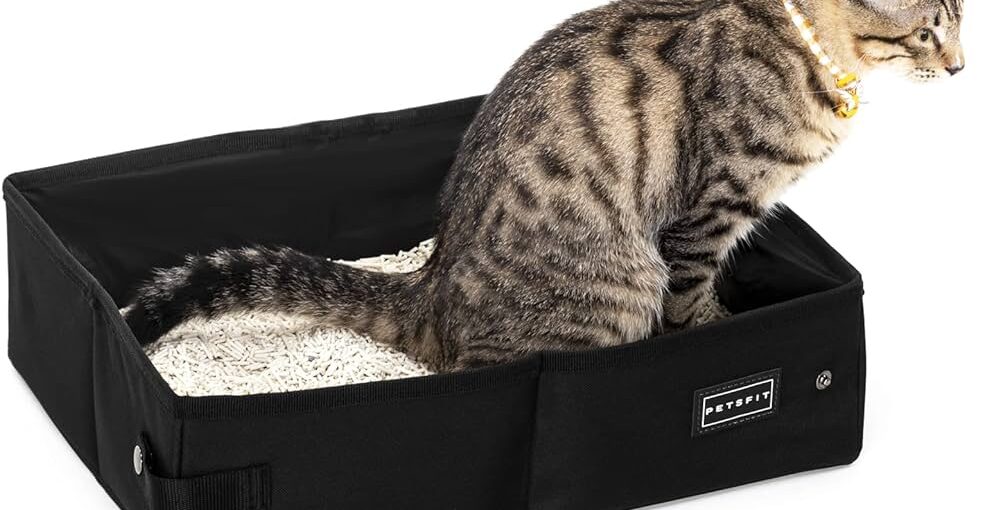 Choosing the Right Litter Box for a Finicky Cat