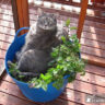 Pet-Friendly Plants for a Cat-Safe Garden