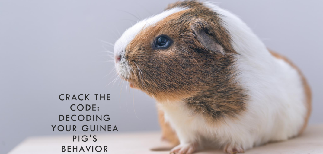 Understanding Guinea Pig Vocalizations And Behaviors